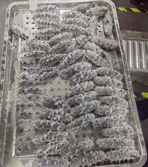 liquid nitrogen blast freezer frozen sea cucumber