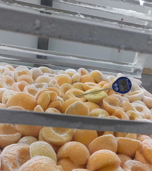 Liquid nitrogen freezing equipment freezing yellow peach
