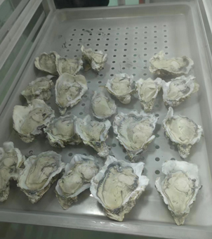 Frozen oysters with liquid nitrogen quick-freezing equipment