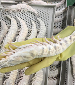 liquid nitrogen freezer frozen shrimp