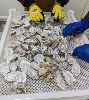 liquid nitrogen freezer frozen fresh oyster