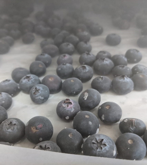 liquid nitrogen freezer frozen Blueberries