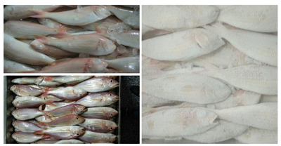 frozen seafood