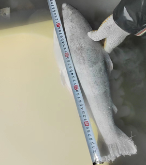 Liquid nitrogen quick-freezing equipment for freezing salmon