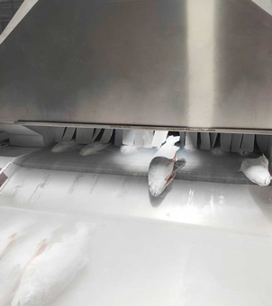 Liquid nitrogen quick-freezing equipment for freezing salmon