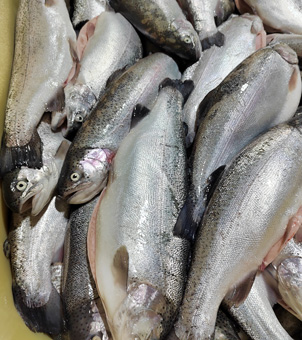 Liquid nitrogen quick-freezing equipment for freezing salmon