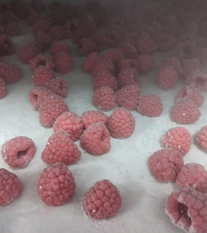 Liquid nitrogen rapid freezing machine freezes raspberries