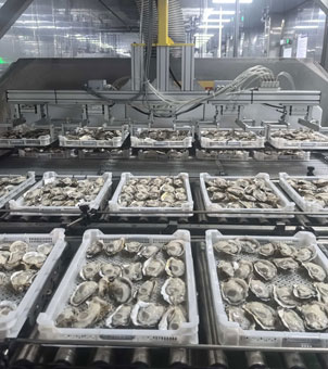 Liquid nitrogen rapid freezing tunnel for freezing oysters