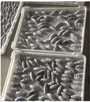 Liquid nitrogen freezer frozen sea cucumbers