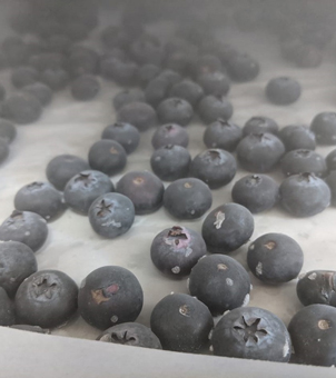 Liquid nitrogen freezing freezer for freezing blueberries