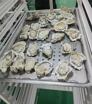 Liquid nitrogen freezing freezer for freezing oyster