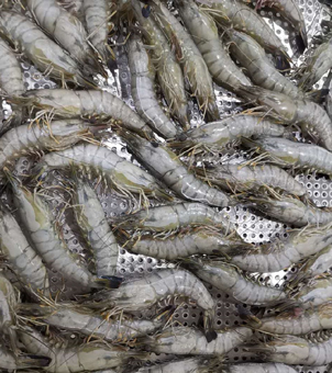 Liquid nitrogen freezing freezer for freezing shrimp