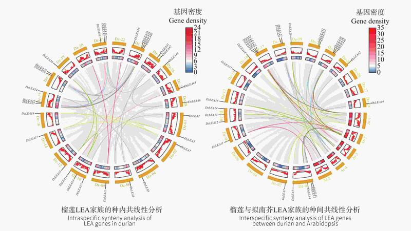 A Microscopic Structural Study of Durian Pulp