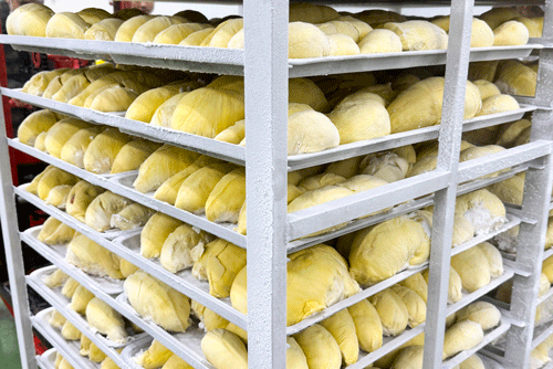 Liquid Nitrogen Freezer Frozen Durian