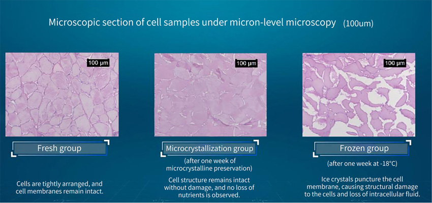 Microscopic section of cell samples under micron-level microscopy(100um)
